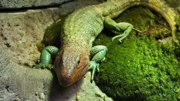 写真 岩の上にあるトカゲのクローズアップ