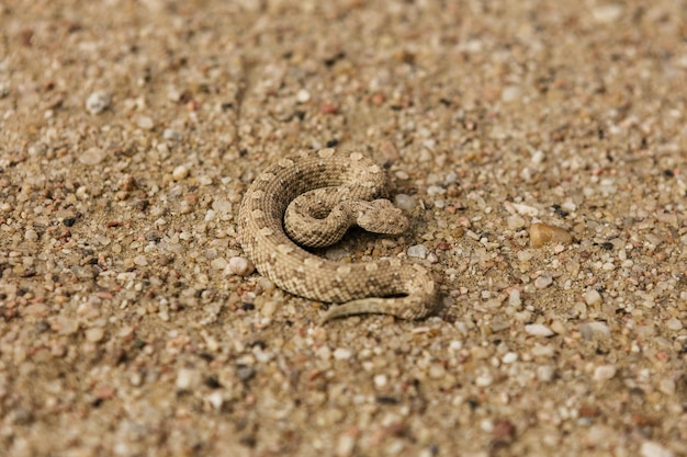 写真 砂上のトカゲのクローズアップ