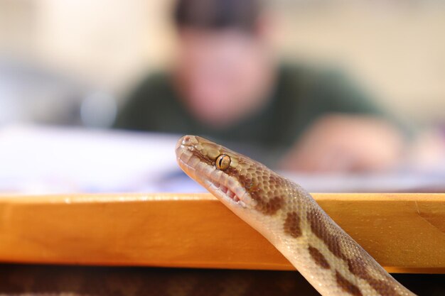 写真 テーブルの上のトカゲのクローズアップ