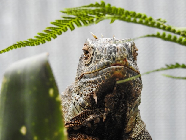 写真 木の上にあるトカゲのクローズアップ