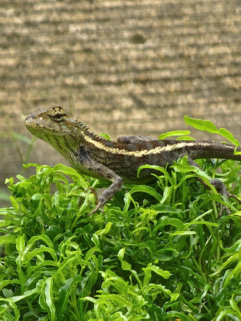 写真 木の上にあるトカゲのクローズアップ