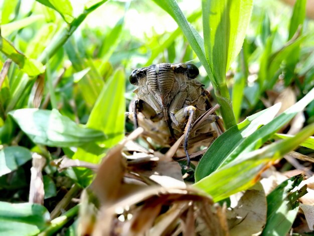 写真 木の上にあるトカゲのクローズアップ