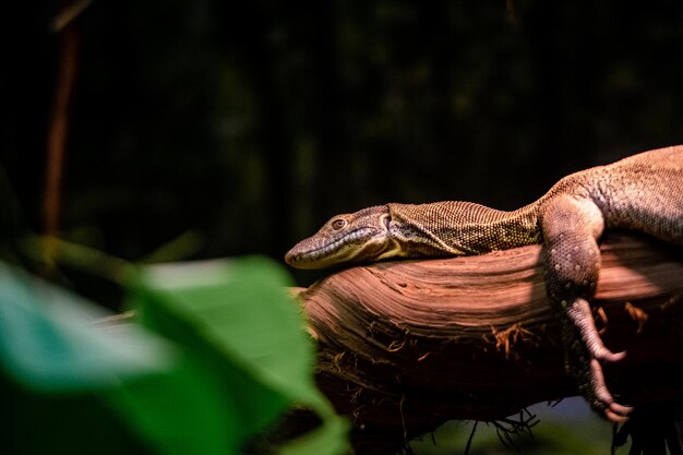 写真 木の上にあるトカゲのクローズアップ