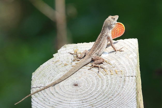 写真 木の上にあるトカゲのクローズアップ