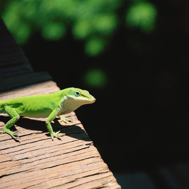 写真 木の上にある<unk>のクローズアップ