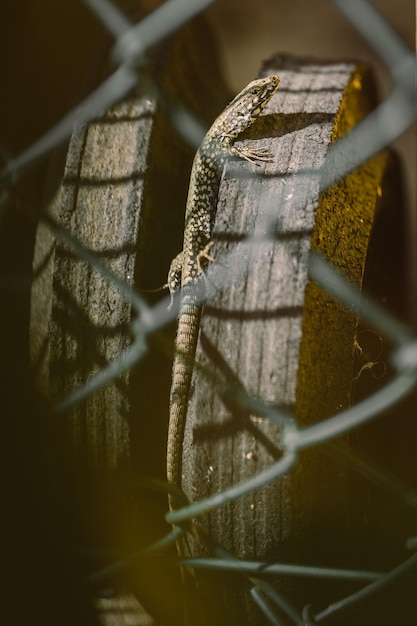 写真 木の上のトカゲのクローズアップ