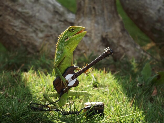 写真 陸上でギターを弾くトカゲのクローズアップ