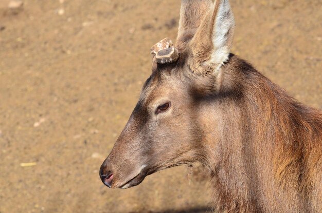 写真 <unk>のクローズアップ