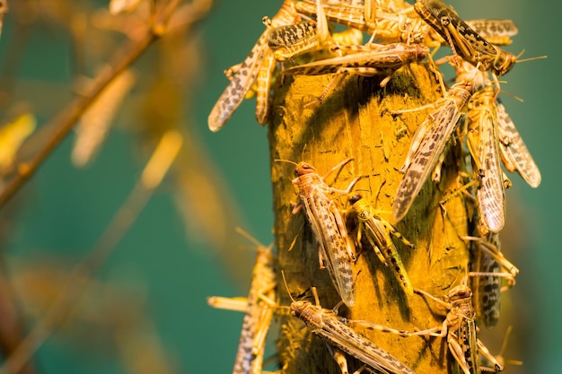 写真 植物 の 上 に ある 蝗 の クローズアップ