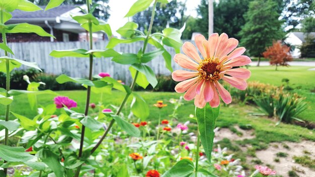 写真 畑で花がく蓮のクローズアップ