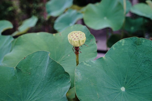 写真 日の出の池の蓮の花のクローズアップ。何千年もの間、蓮の花は神聖なシンボルとして賞賛されてきました。