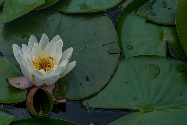 写真 湖の蓮の水蓮のクローズアップ