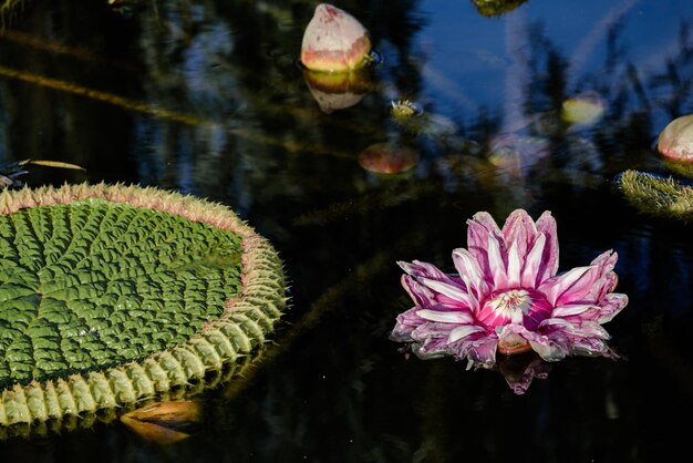 写真 湖の蓮の水<unk>のクローズアップ