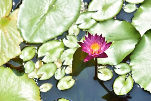 写真 池の蓮の水蓮のクローズアップ