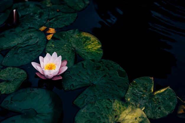 写真 池の蓮の水蓮のクローズアップ