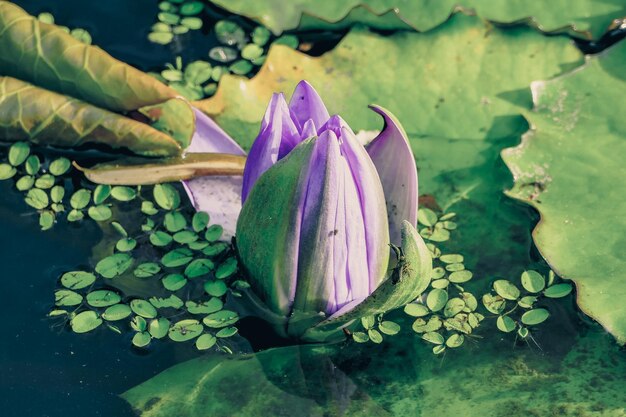 写真 池の蓮の水蓮のクローズアップ