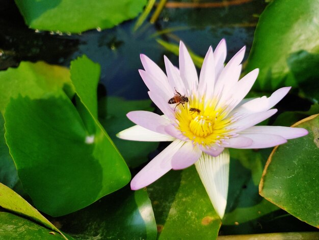 写真 池の蓮の水蓮のクローズアップ