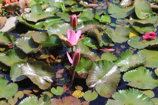 写真 葉の上の蓮の水蓮のクローズアップ