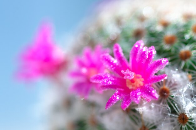 Close-up of macro Roze bloem cactus.