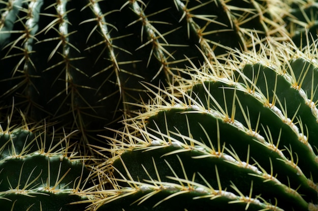 Close-up of macrocactus met veel doornen in de tuin