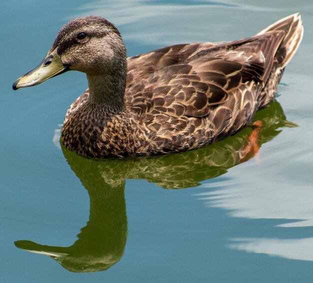 Фото Близкий взгляд на качку, плавающую на озере