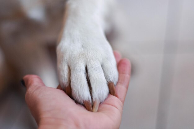 写真 犬と男の手のクローズアップ