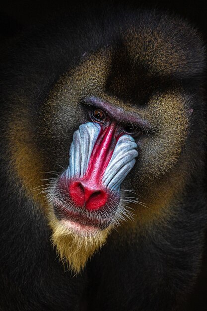 写真 マンドリルのクローズアップ