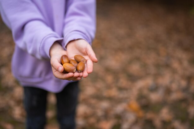 写真 女の子の手の中の多くのドングリのクローズ アップ秋の季節秋の自然