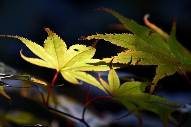 Фото Крупный план кленовых листьев осенью