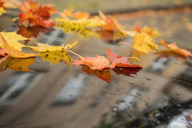 사진 가을 에 메이플 잎 을 근접 으로 찍는 것