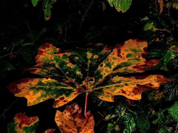 사진 밤 에 식물 에 있는 메이플 잎 의 근접 사진