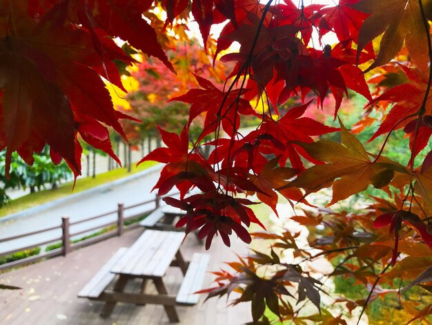 写真 公園の木のメープル葉のクローズアップ