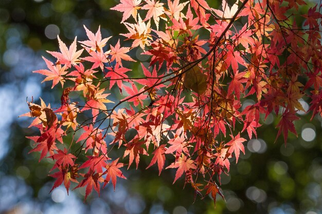 写真 木のメープル葉のクローズアップ