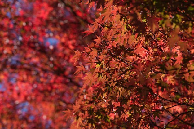 写真 木の上のメープル葉のクローズアップ