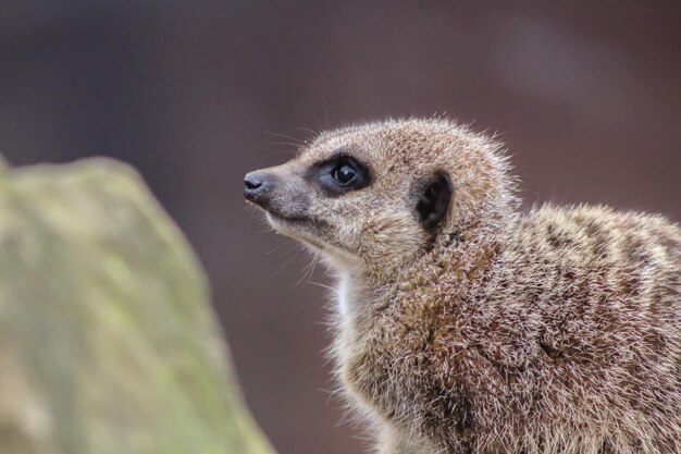 写真 シルカットのクローズアップ