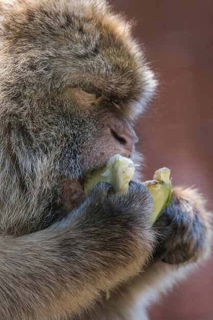 写真 食べ物を食べている猿のクローズアップ