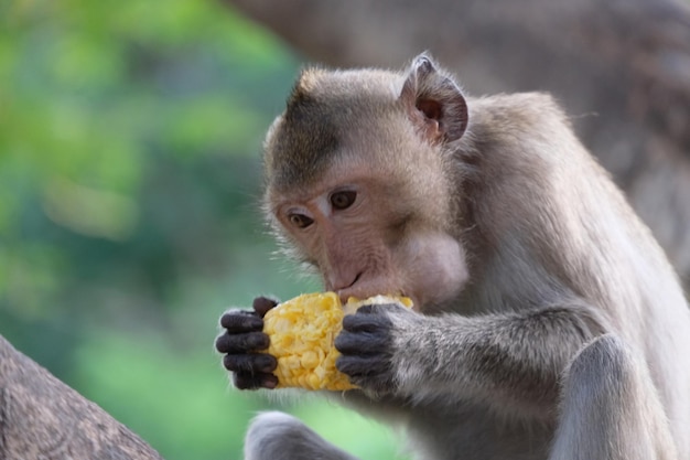 写真 食べ物を食べている猿のクローズアップ