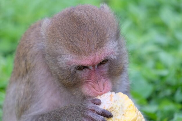 写真 猿の食事のクローズアップ