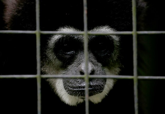 写真 動物園のケージに閉じ込められた猿のクローズアップ