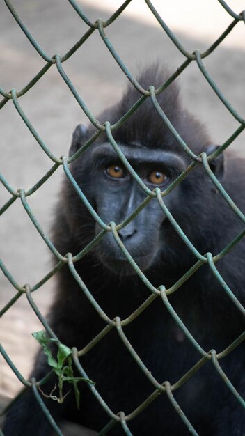 Фото Клоуз-ап обезьяны в клетке