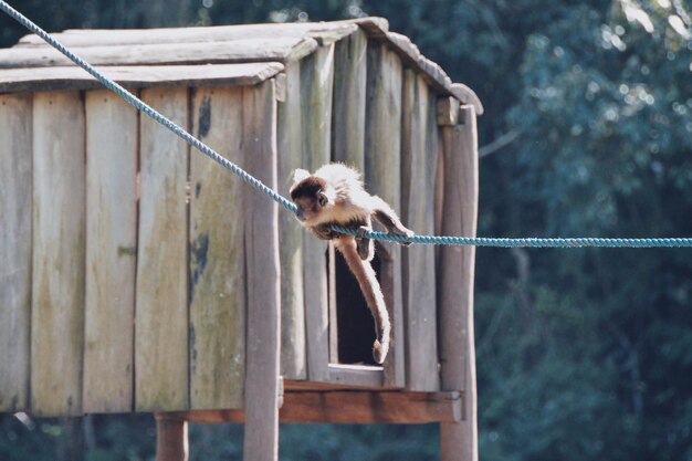 写真 木の上の猿のクローズアップ