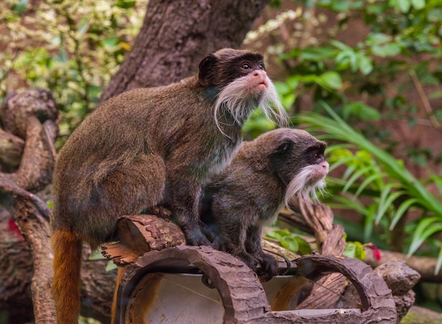 Фото Клоуз-ап обезьяны, сидящей на открытом воздухе
