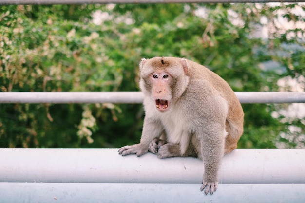 写真 猿のクローズアップ