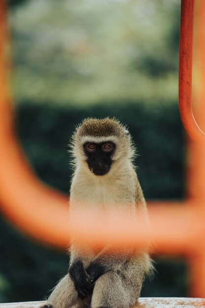 写真 猿のクローズアップ