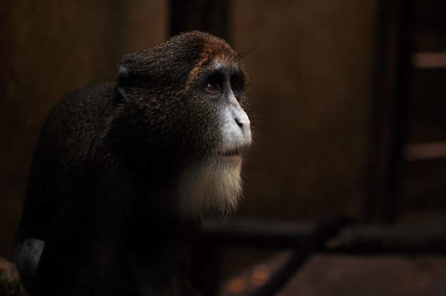 写真 猿のクローズアップ