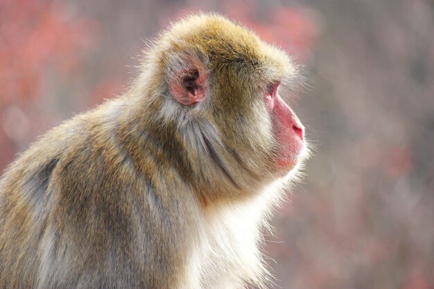 写真 猿のクローズアップ