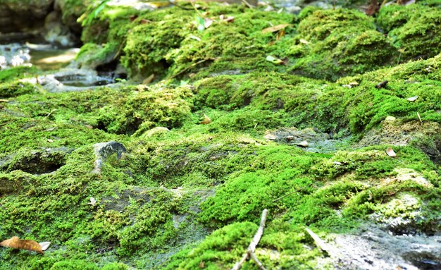 写真 モスで覆われた岩のクローズアップ