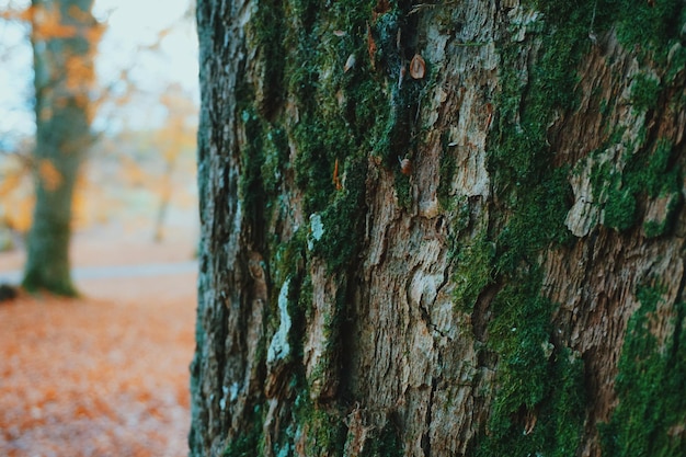 Фото Близкий снимок мха на стволе дерева