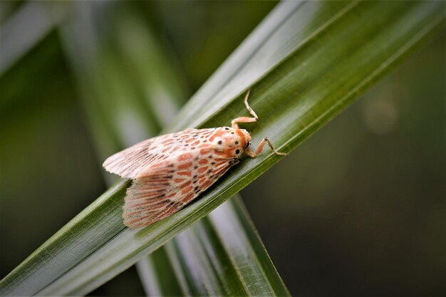 写真 葉 の 上 の 蛾 の 昆虫 の 近く の 写真