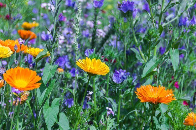 写真 フィールドでく多色の花のクローズアップ